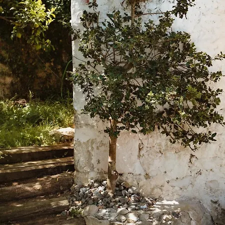 La Casa De Arboles *