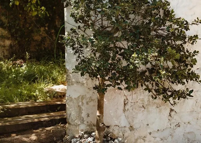 La Casa De Arboles *